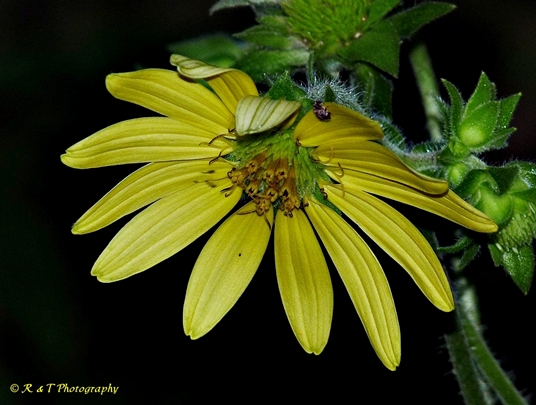 {Silphium mohrii}